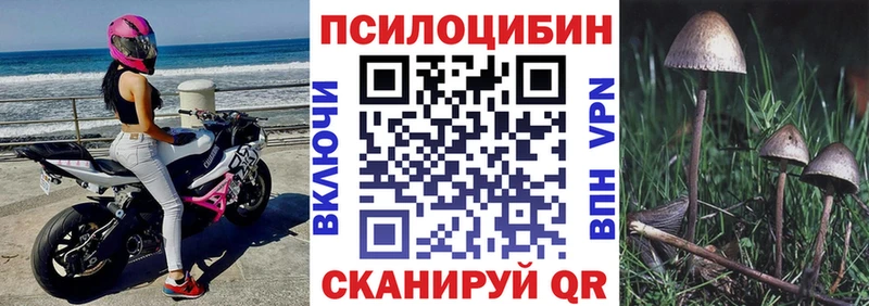 Купить где  Шахты  Галлюциногенные грибы Cubensis 